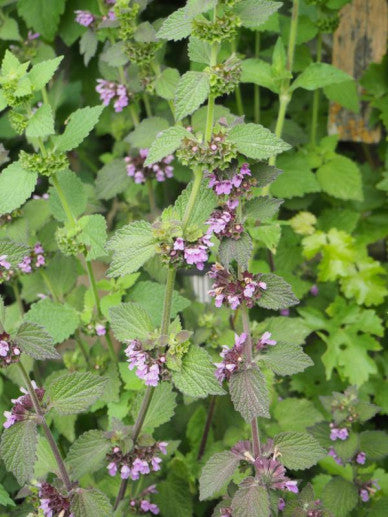 Tincture of Ballota nigra