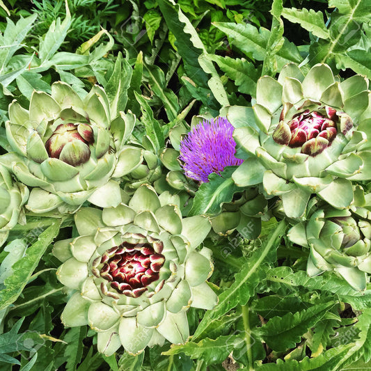 Tincture of Artichoke - Cynara scolymus