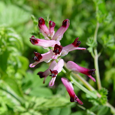 Extract of Earthsmoke/Duvechervil - Fumaria officinalis